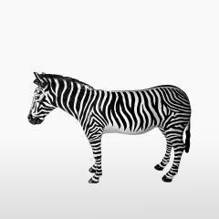 Декоративная зебра