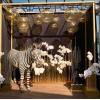 Декоративная зебра