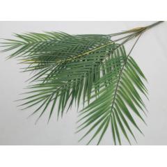 Лист канарской финиковой пальмы зеленый