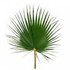 Лист пальмы "Вашингтония" зеленый