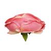 Цветок пион розово-желтый