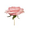 Цветок Роза светло розовая