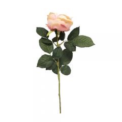 Цветок Роза коралловая