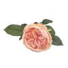 Цветок Роза коралловая