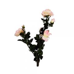 Цветок Роза кустовая бело-розовая