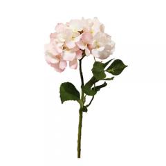 Цветок Гортензия бело-розовая на ветке