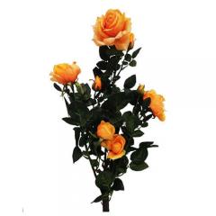 Цветок Роза кустовая оранжевая
