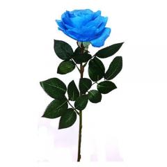 Цветок Роза синяя