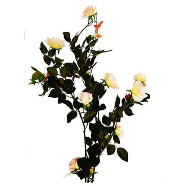 Цветок Роза кустовая белая