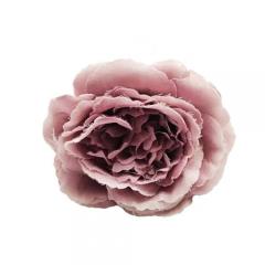 Цветок Роза пионовидная пыльно-сиреневая