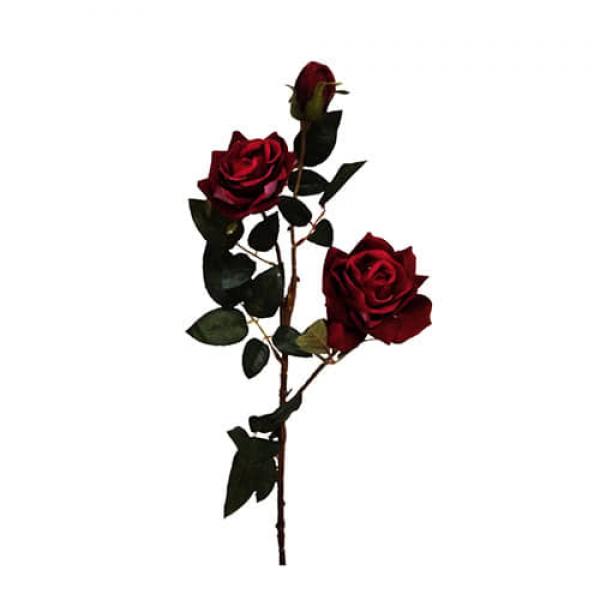 цветок Роза кустовая бордовая
