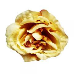 Цветок Роза пионовидная золотистая