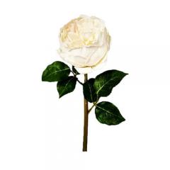 Цветок Роза белая большая