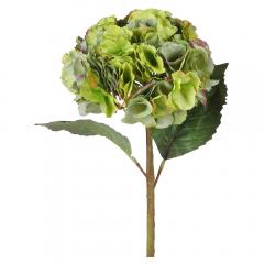 Цветок Гортензия зеленая