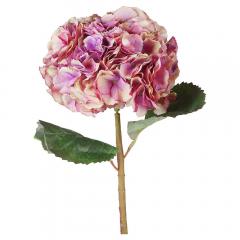 Цветок Гортензия розовая