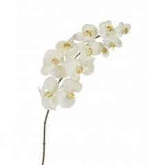 Цветок Орхидея Фалинопсис белый (разные размеры)
