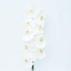 Цветок Орхидея Фалинопсис белый (разные размеры)