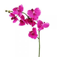 Цветок Орхидея Фалинопсис малиновый 