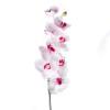 Цветок Орхидея Фалинопсис розовый 