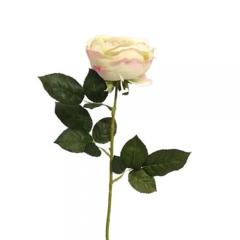 Цветок Роза кремовая на стебле