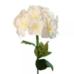 Цветок Гортензия белая на ветке большая