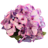 Цветок Гортензия фиолетовая