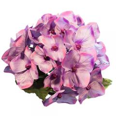 Цветок Гортензия фиолетовая