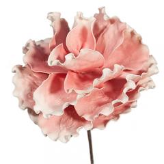 Цветок Брассика розовая 